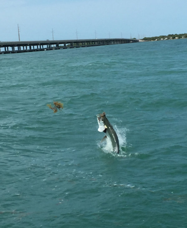 An image of a tarpon breaching the surface of the water on a fishing charter in the lower keys.