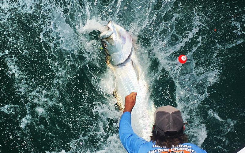 An image of a tarpon on the line on a Lower Keys Fishing adventure with Nautical Fishing Charters.